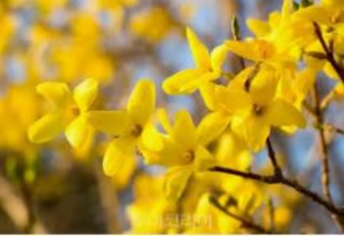 봄 개나리 이미지