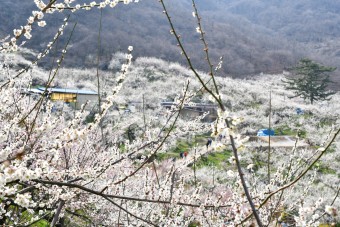 원동 매화축제 안내 2025년