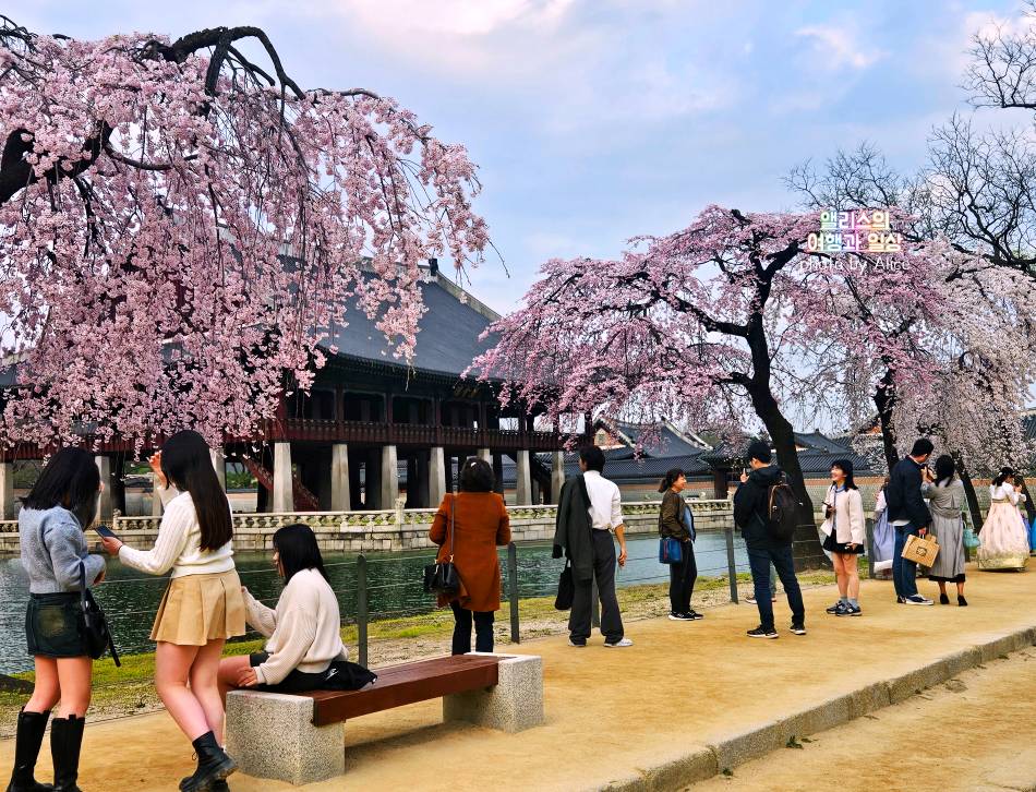 서울 벚꽃 명소 나들이 추천 경복궁, 덕수궁 4월 개화 상황 서울 가볼만한곳