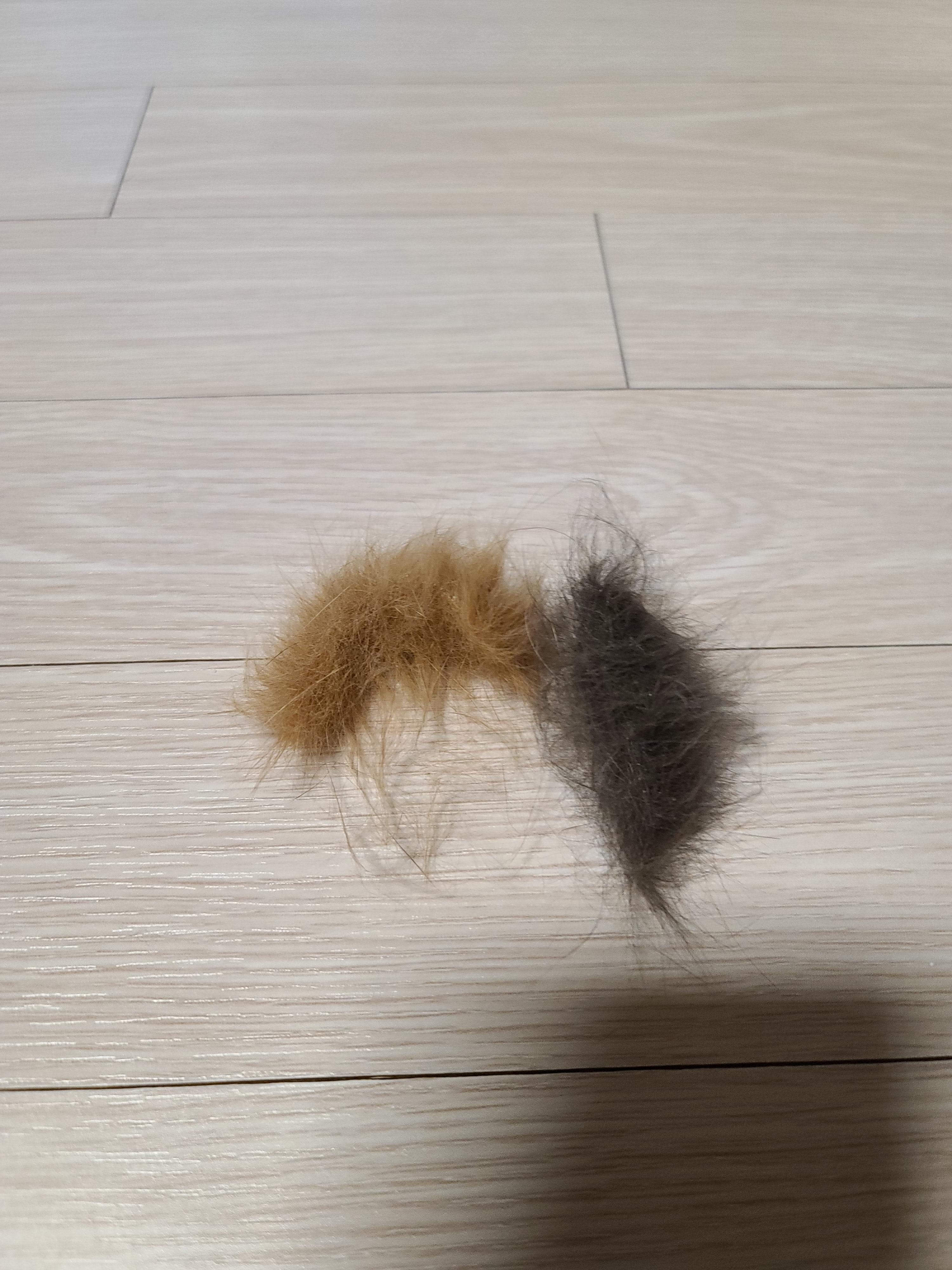 고양이들 털빗기..아니 고양이들 털공만들기.