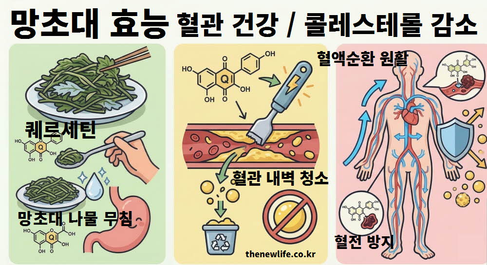 망초대 효능 혈관 건강 콜레스테롤 감소