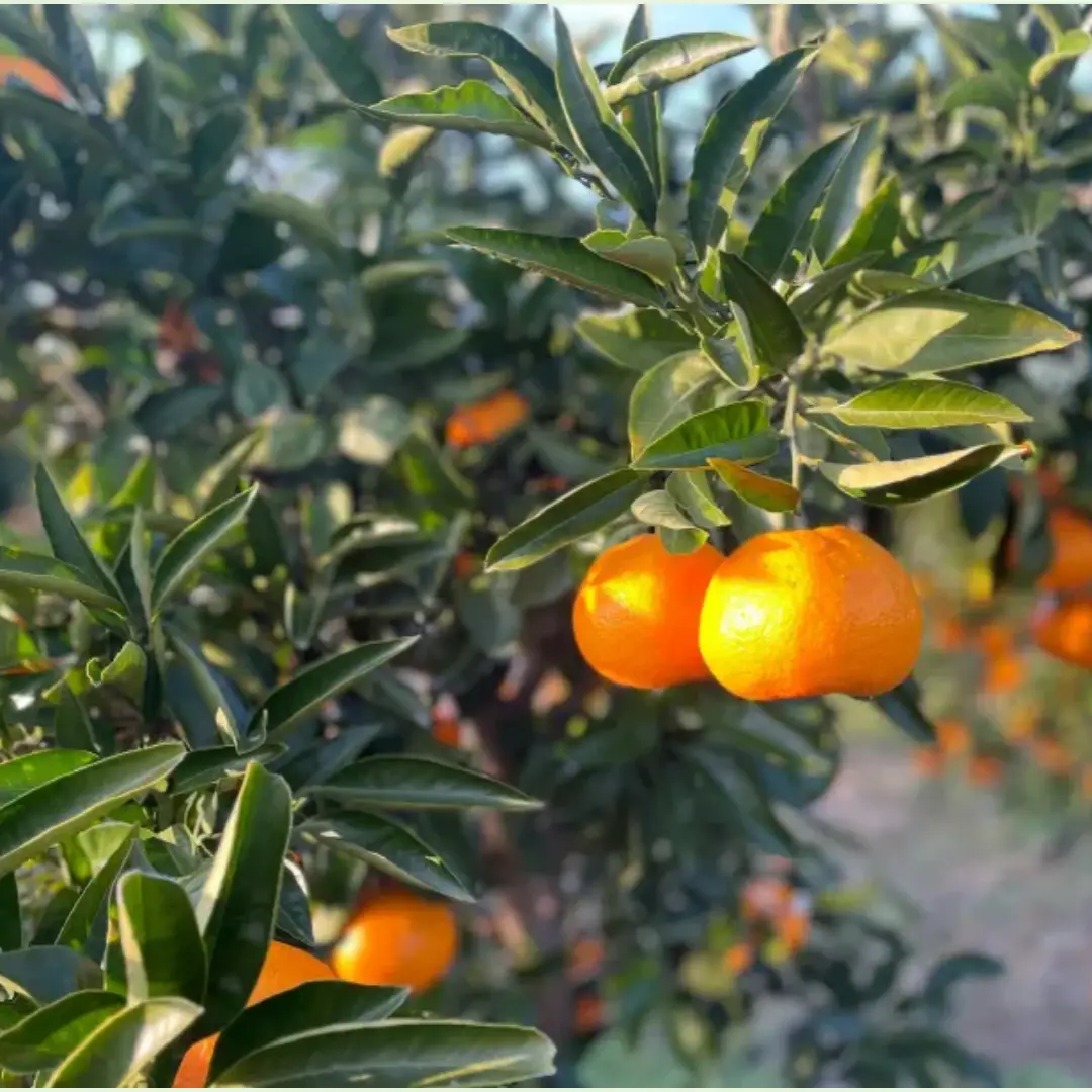 제주 감귤&amp;#44; 제주 햇볕&amp;#44; 그늘 없음&amp;#44; 제주 모자 필수