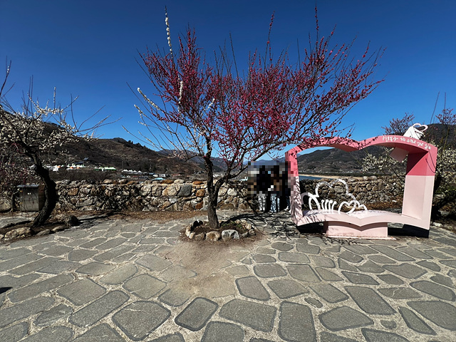 24년 광양 매화 축제 일정 요금 주차