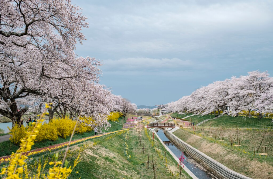 4. 삼척 맹방유채꽃 벚꽃길