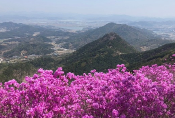 진달래꽃명소