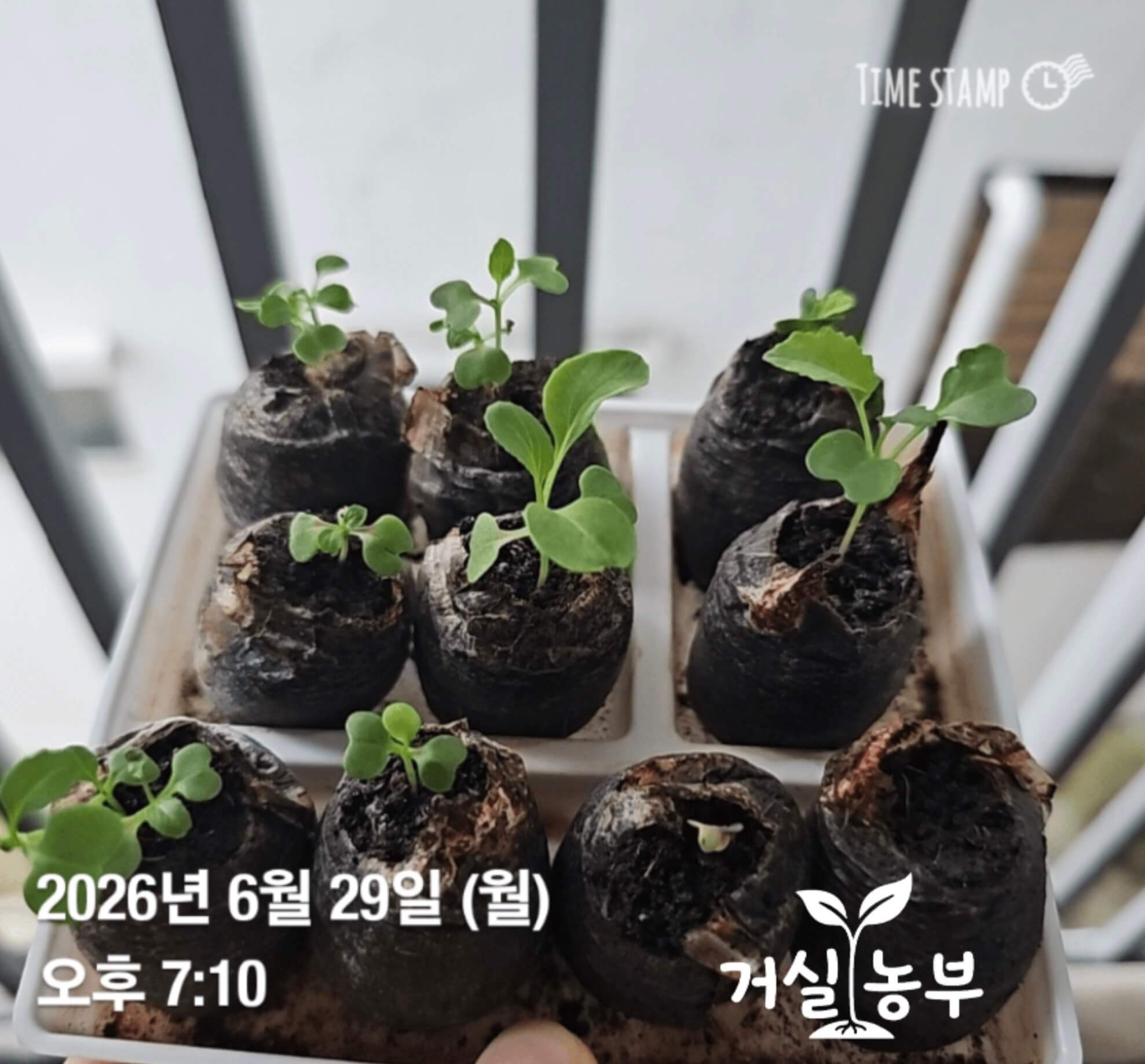 피트모스에서 천천히 자라고 있는 어린 케일과 청경채 모종