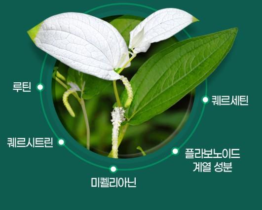 삼백초 효능