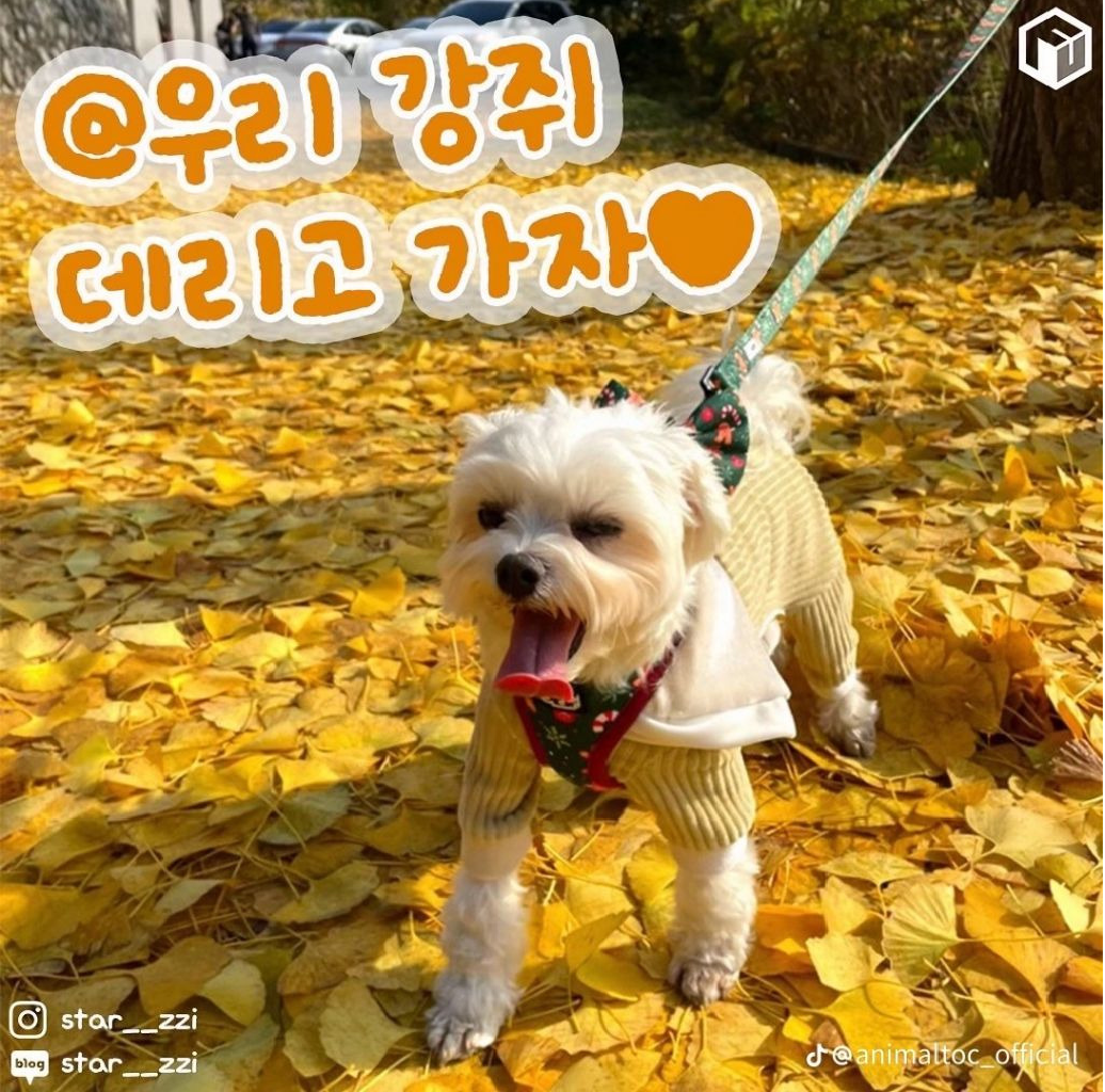 애견동반 단풍명소