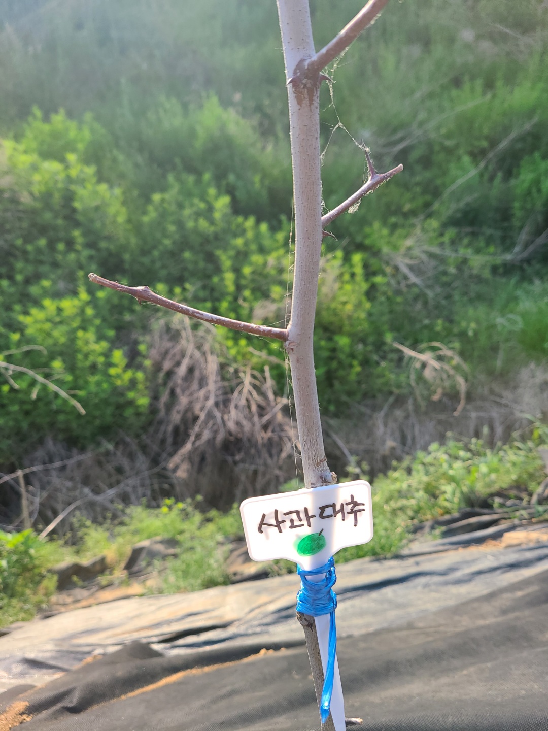 농작물이름표