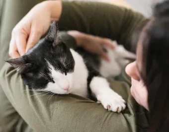 집고양이 vs 길고양이 평균 수명 차이 심층 분석_15