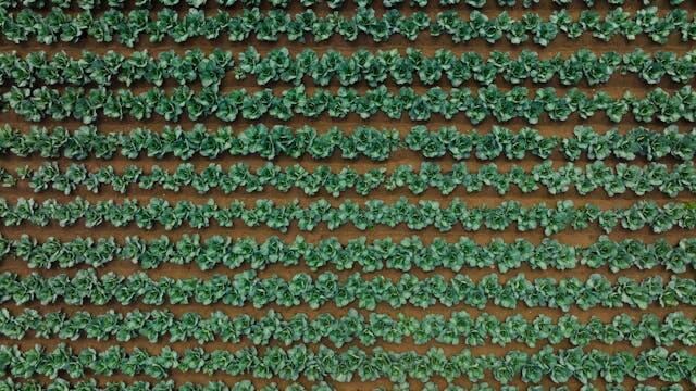 절임배추 만드는 방법