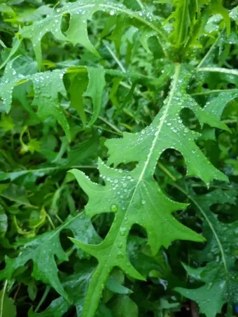 왕고들빼기 효능과 섭취시 주의사항 건강 정보_13