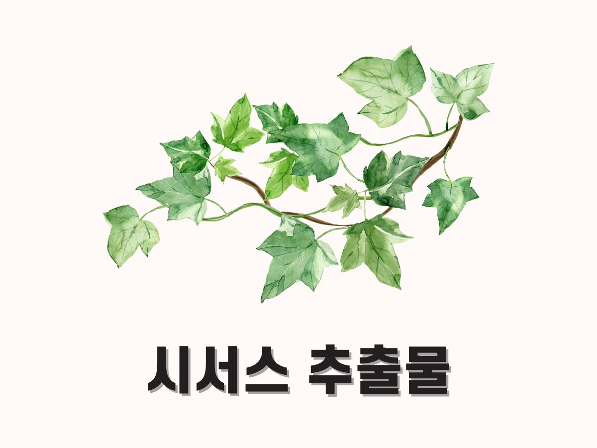 시서스 추출물(cqr-300)