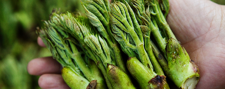 두릅철