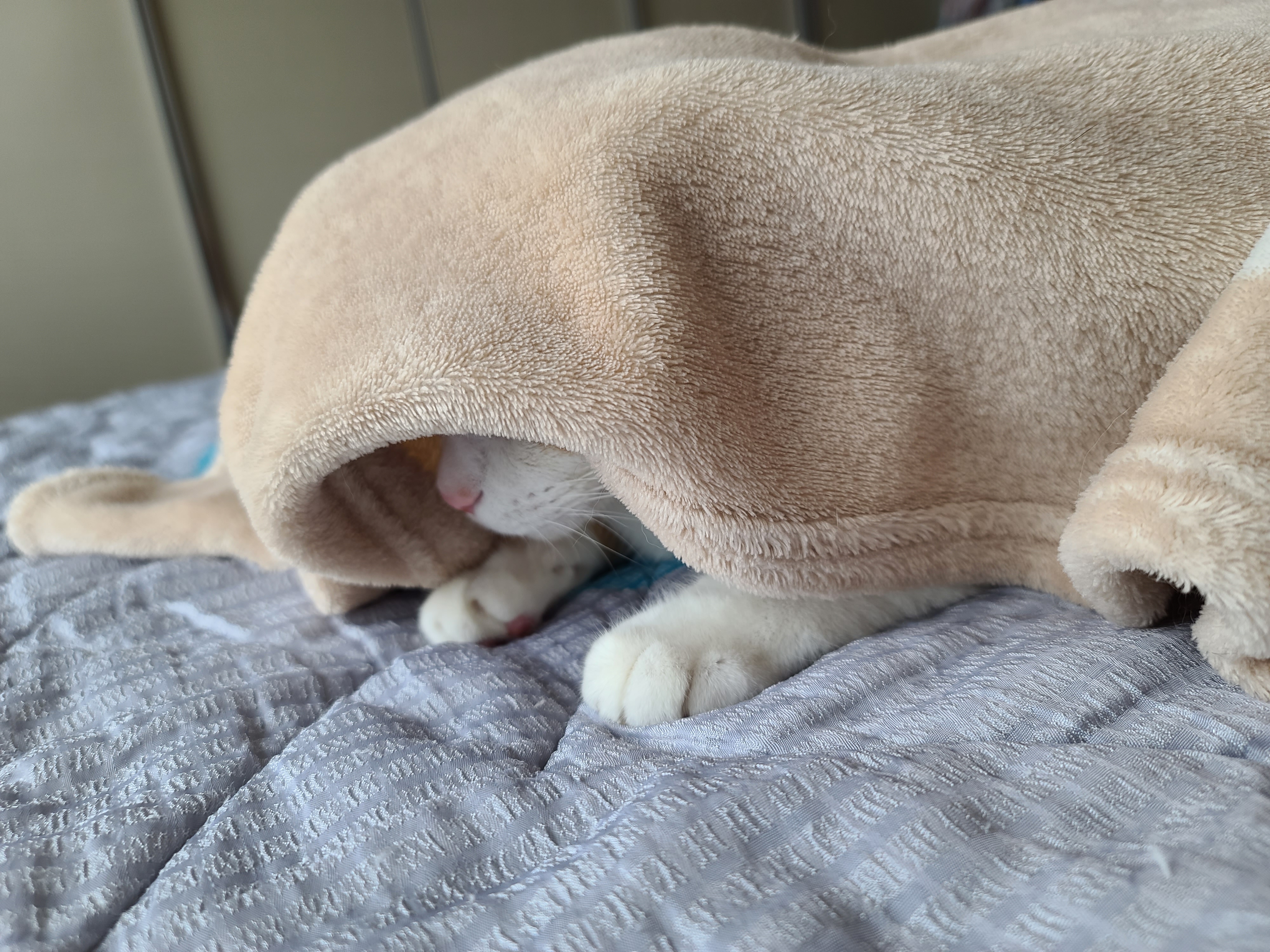 담요 스스로 들어가기 실패해서 무안한 막둥이.