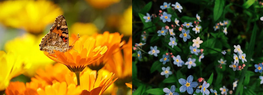 월별 탄생화 탄생화 꽃말