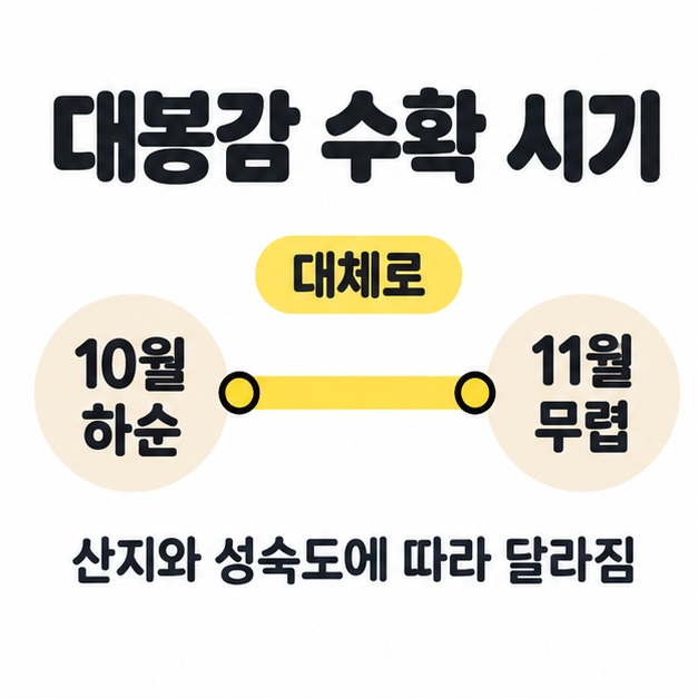 대체로 10월 하순부터 11월 무렵까지의 수확 기간과 산지와 성숙도에 따라 달라진다는 안내를 표시한 도식