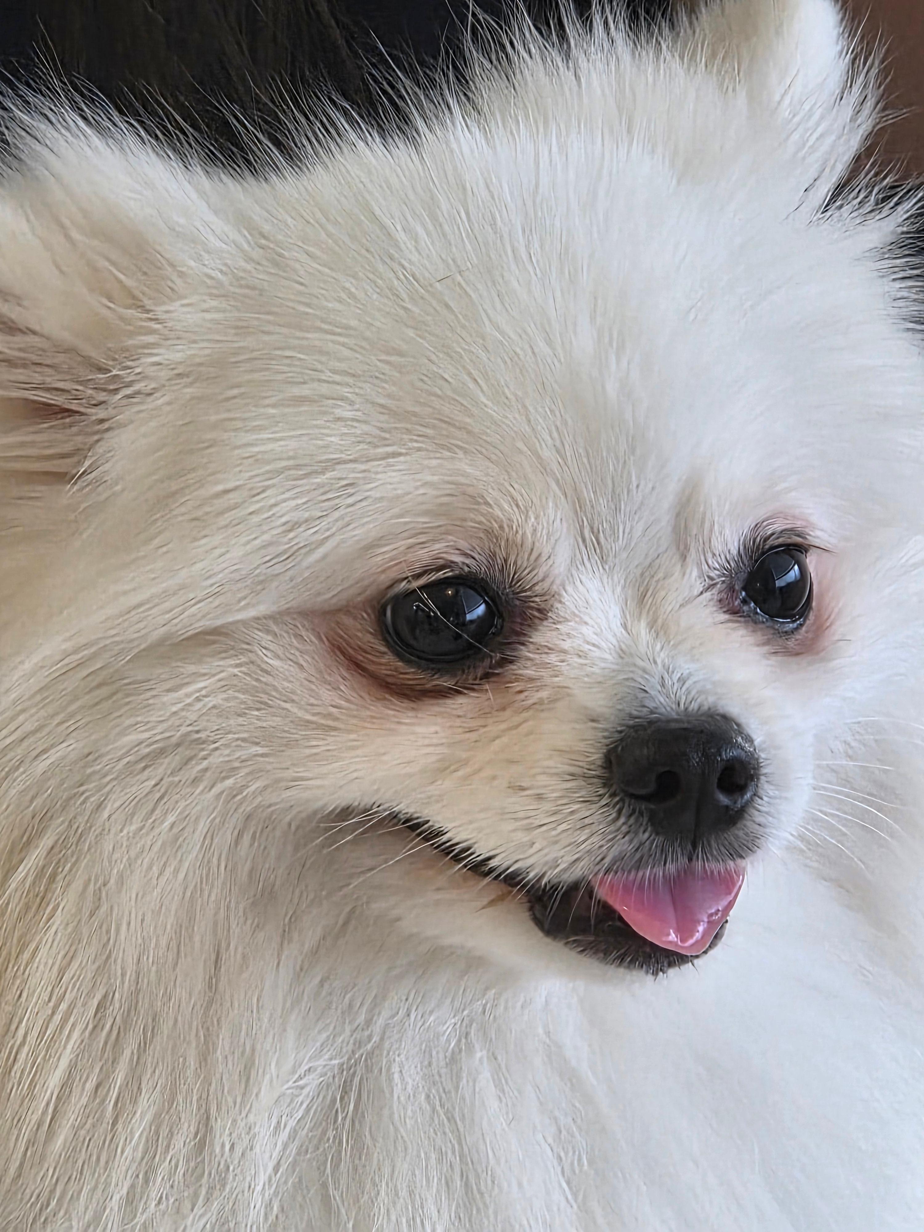 눈물 자국 하콩