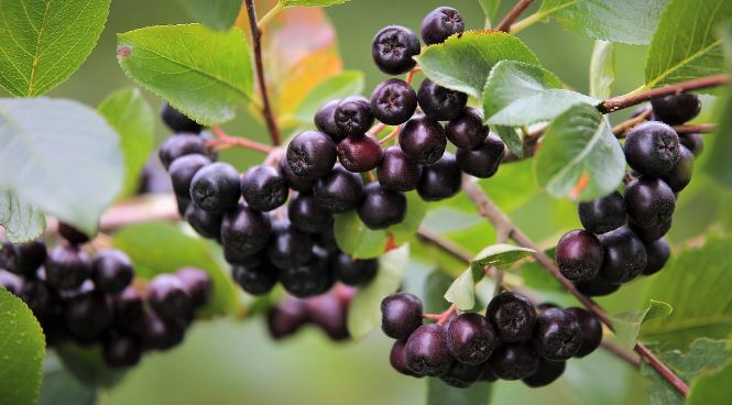 아로니아 효능, 섭취 방법, 부작용 알아보기