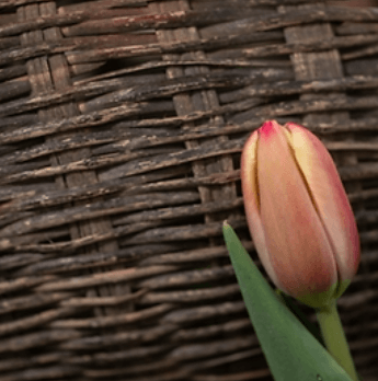 2024 태안 세계튤립꽃박람회 일정 이용 요금 총정리