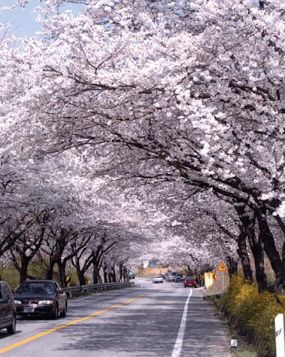 제천 청풍호 벚꽃 축제 관련 사진