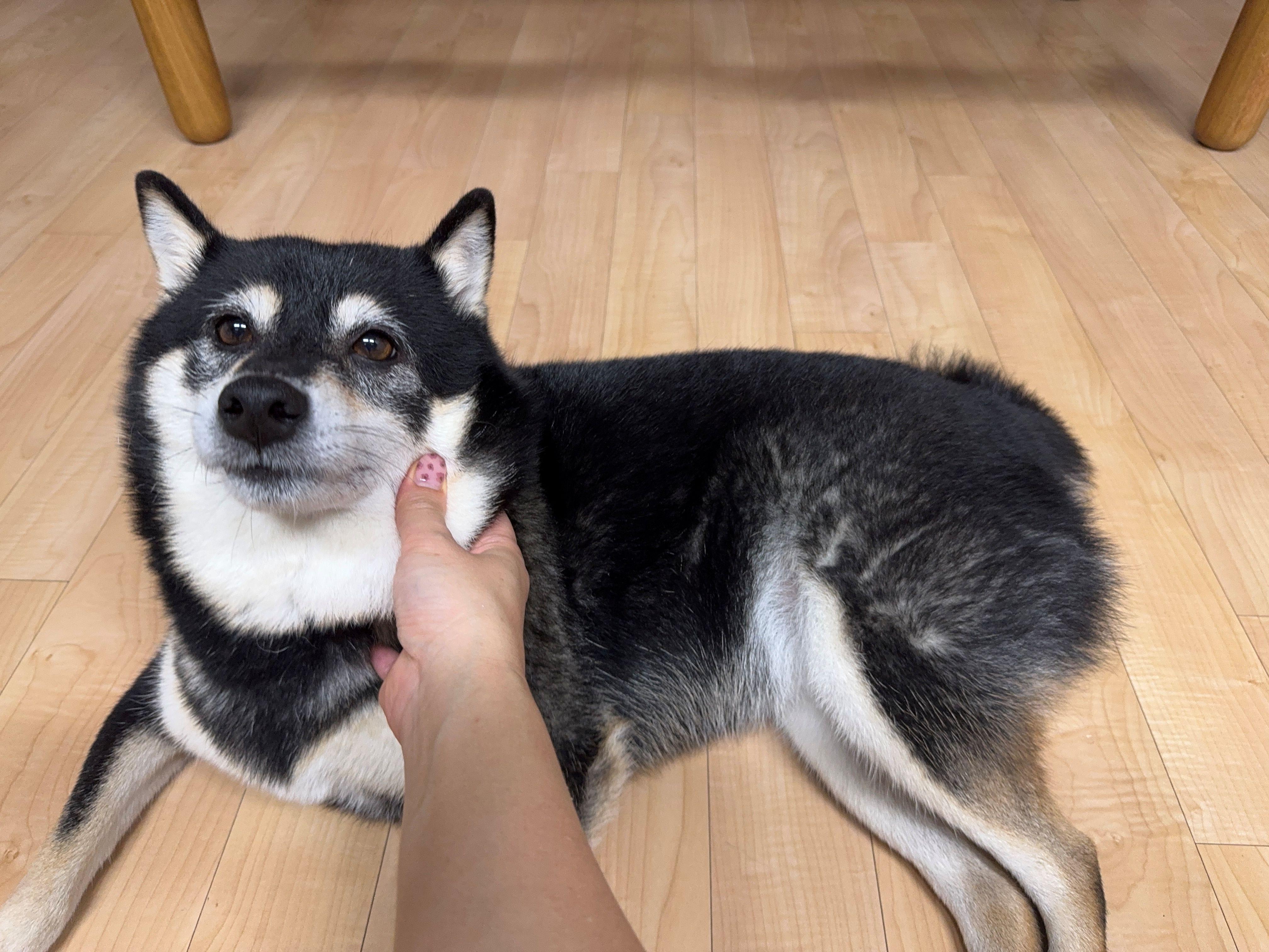 살찐 반려견 체중관리하기