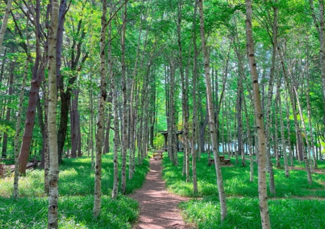 가을 단풍여행 : 남이섬