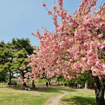 겹벚꽃 개화시기 숨겨진 명소_7
