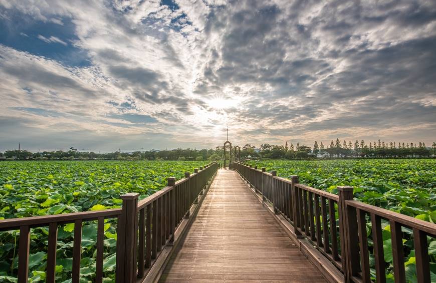 무안 연꽃 축제
