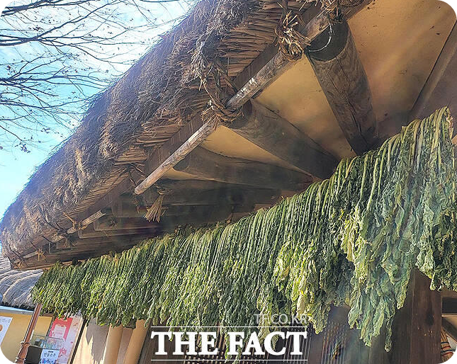 세계문화유산 안동하회마을에 무청 시래기가 건조되고 있다. [사진=더팩트, 김성권 기자]