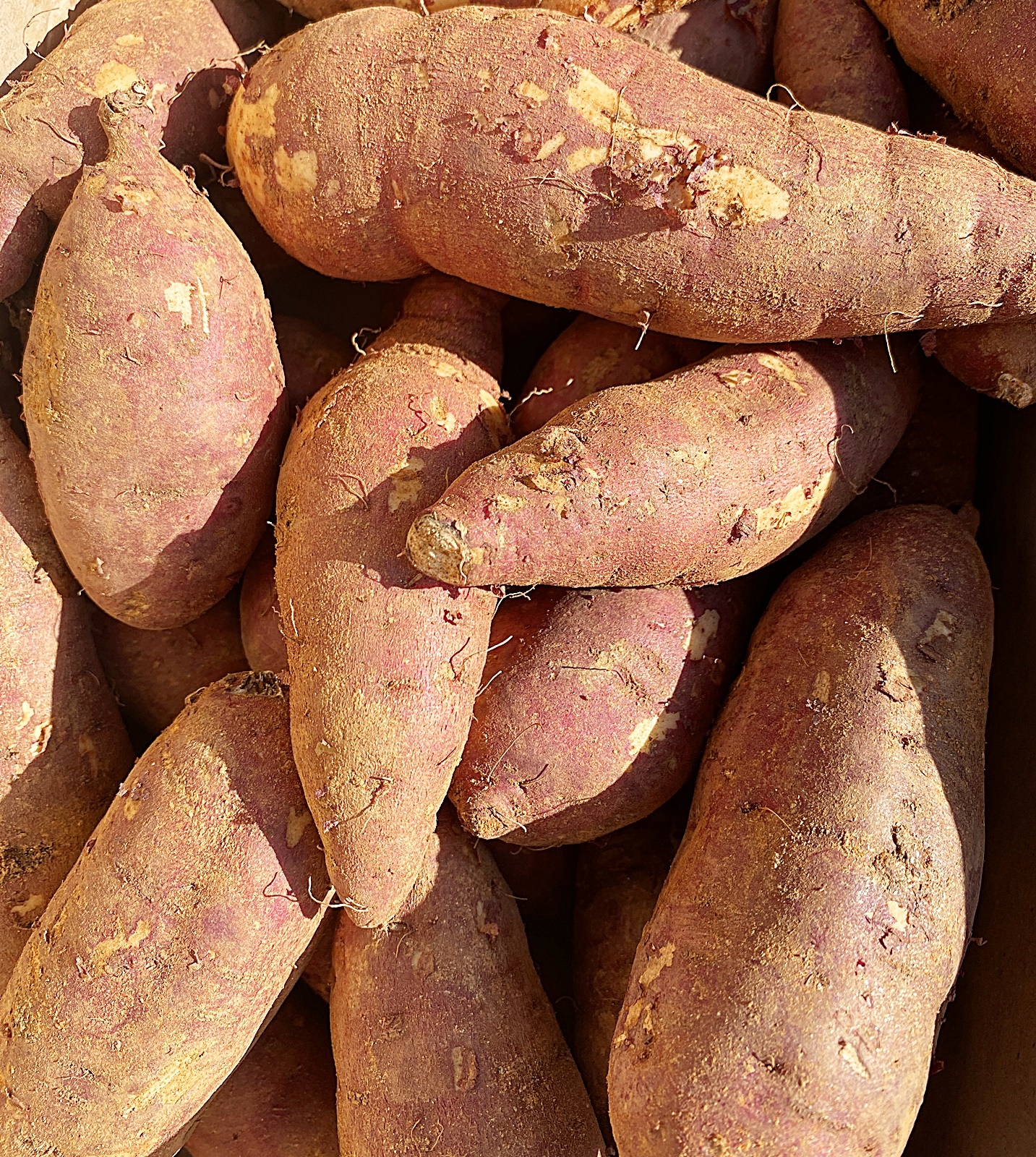 고구마가 와글와글