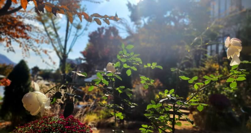 대너리스-카페-정원-백장미