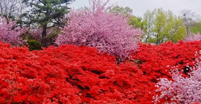 당일치기꽃여행