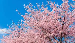 벚꽃 명소 관련 사진