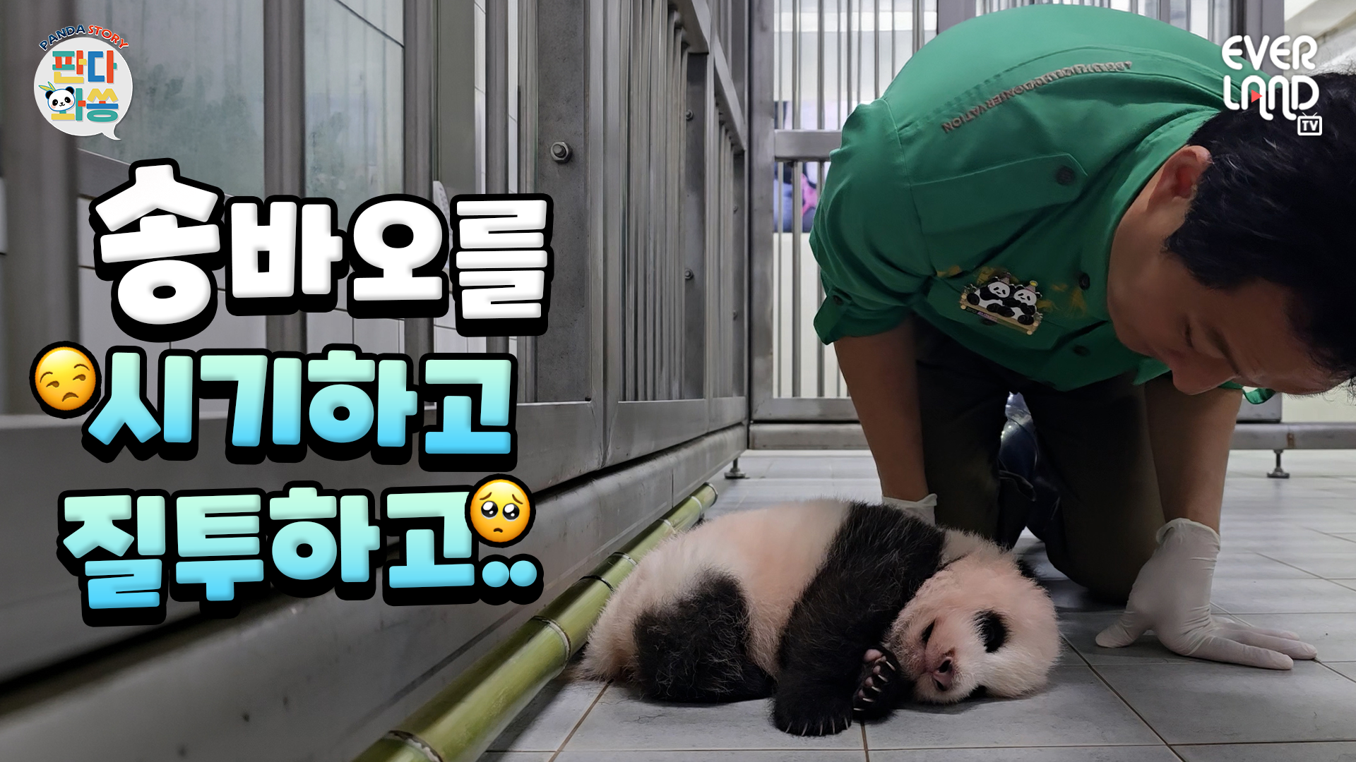 우리는 아기 판다를 귀여워하고 사랑하고...💚｜#판다와쏭 #268