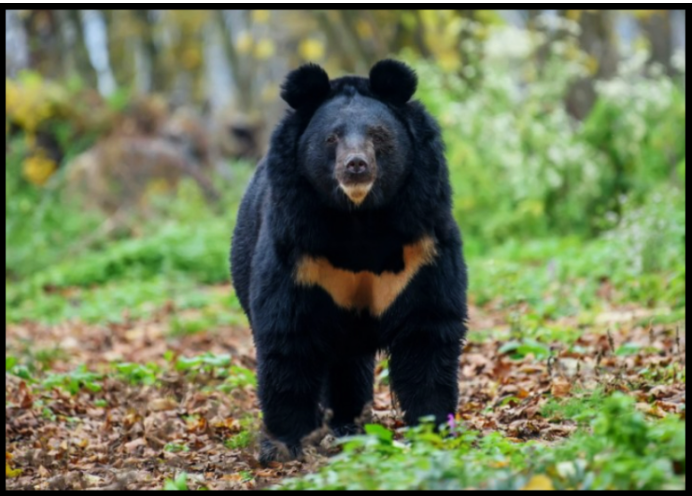 반달가슴곰&amp;#44; 지리산의 기적은 계속될 수 있을까?｜멸종위기 야생동물 복원 이야기