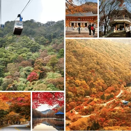 내장산-케이블카-볼거리