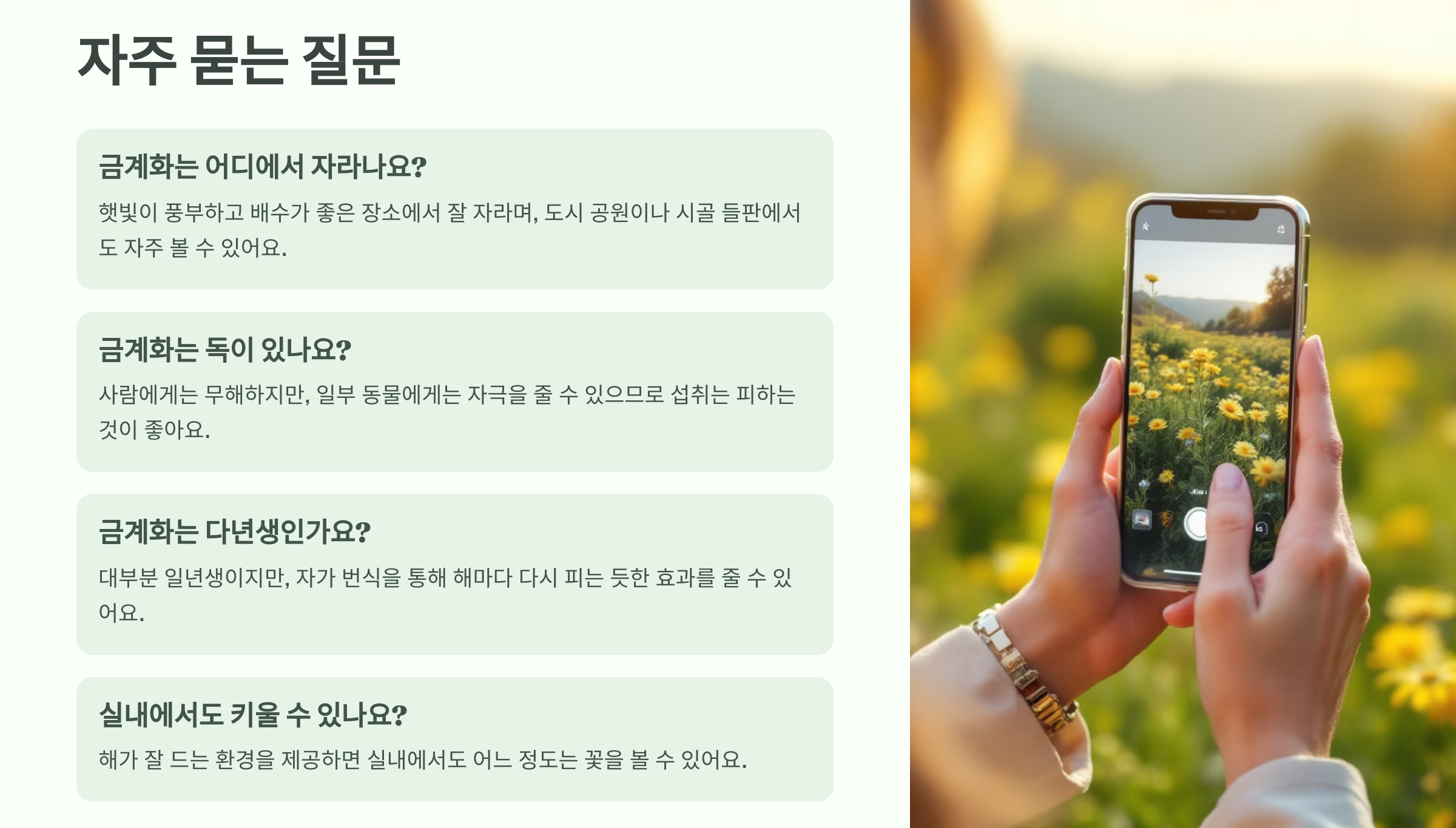 금계화