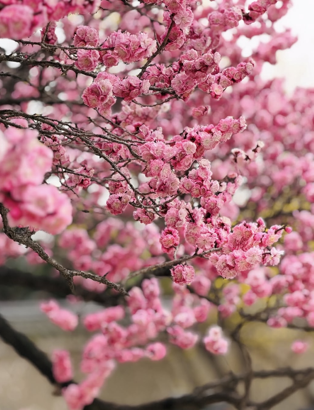 창경궁 매화 실시간 개화 현황&amp;#44; 서울 꽃구경 추천 창경궁 데이트 코스 🌸 관련사진