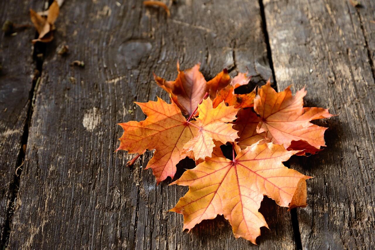 운악산 단풍축제