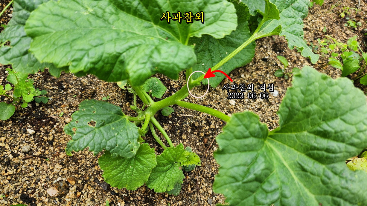 참외 순치기 방법