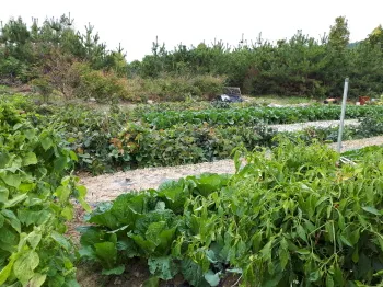 가을 텃밭 작물 추천 상추 열무 시금치 쌈채소 재배법_6