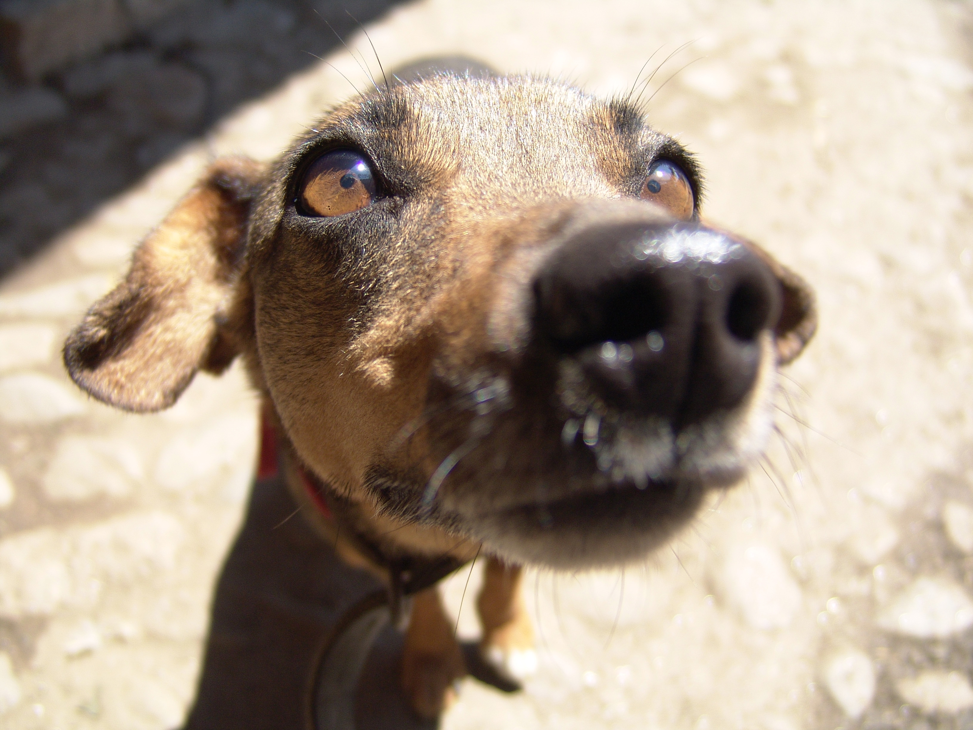 강아지 냄새 관련 사진