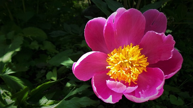 여성 갱년기, 좋은 식물, 성분, 효능, 활용 레시피