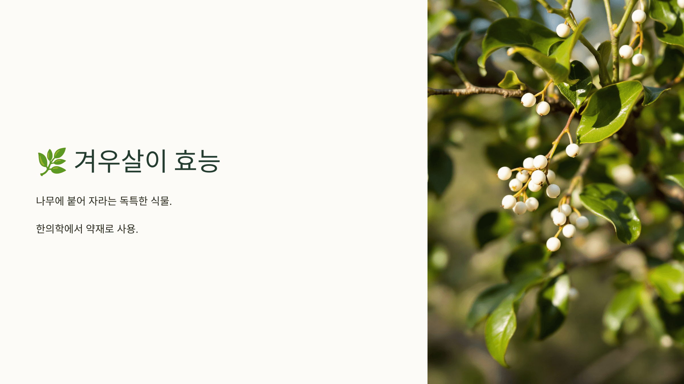 겨우살이 사진입니다.