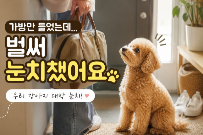 외출 준비시 반려견행동에 대한 이미지