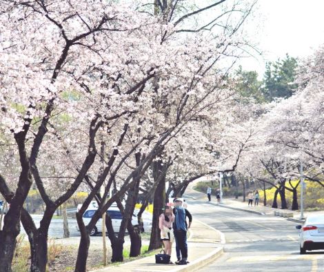 경산 벚꽃
