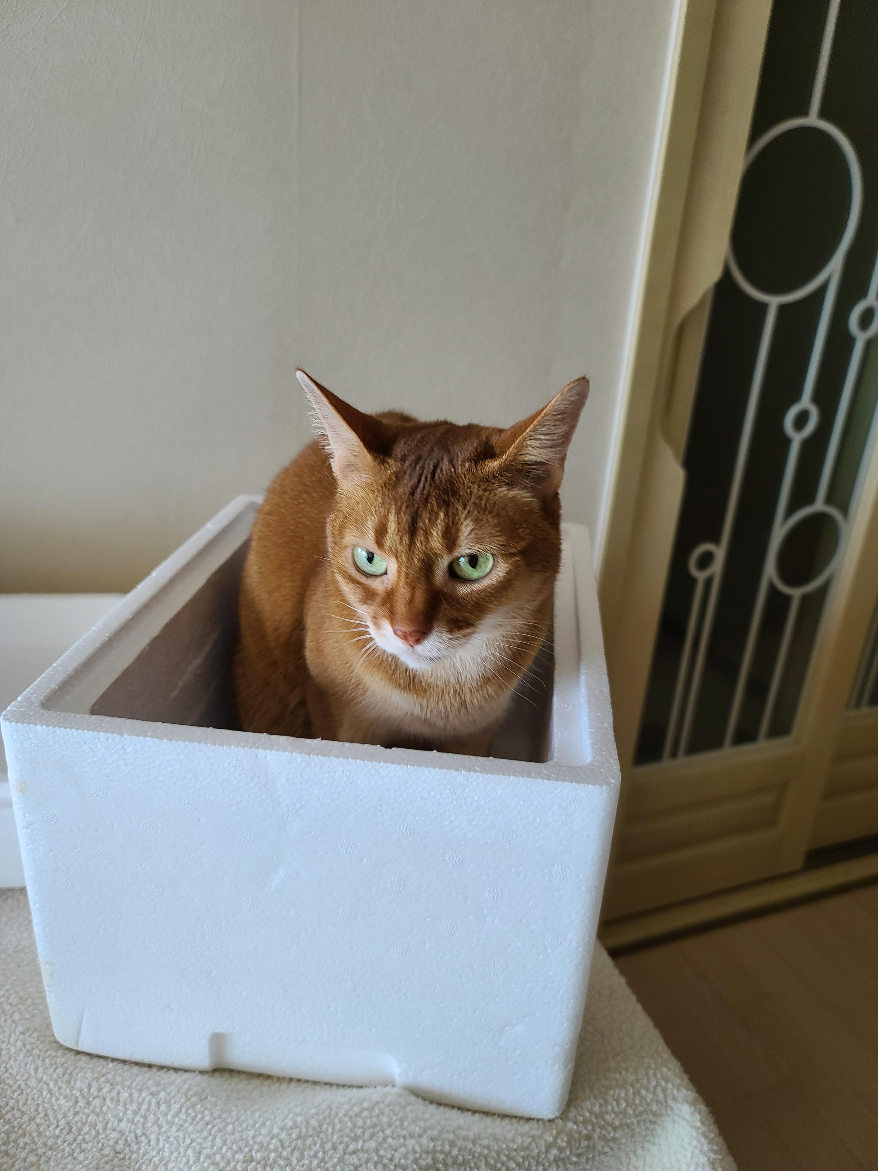 오늘은 어린이날. 우리집은 냥린이날! 냥린이날 아홉냥이들에게 보내는 엄마집사의 마음.