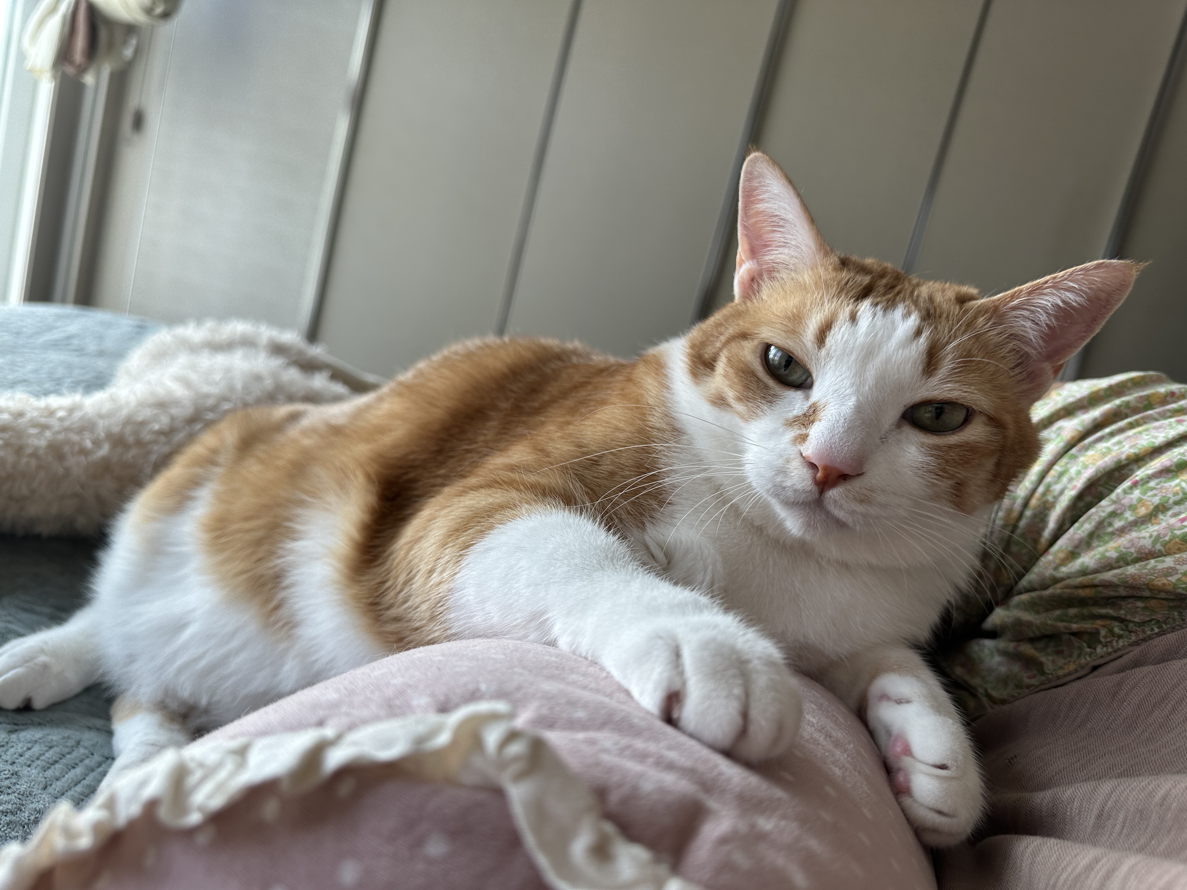 엄마한테_와서_기댄_호야