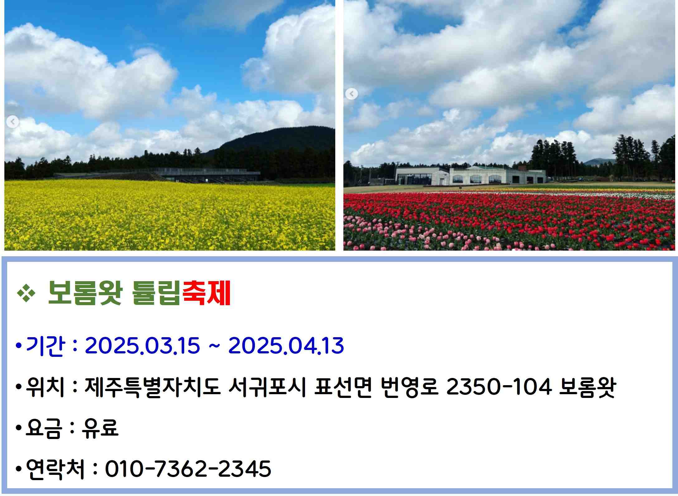 보롬왓 튤립축제